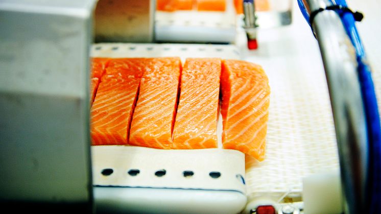 Norwegian salmon farming sees continued drop in antibiotics use