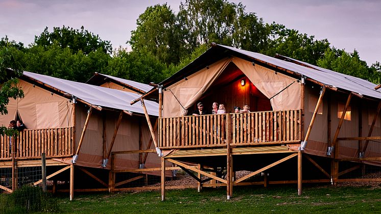 Wild Lodge är ett av Skånes Djurparks olika boende där övernattningarna slår rekord i sommar. Möjligheten att sova nära djur och natur lockar många i år.