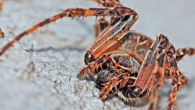 Virtual reality kan lindre frygten for edderkopper