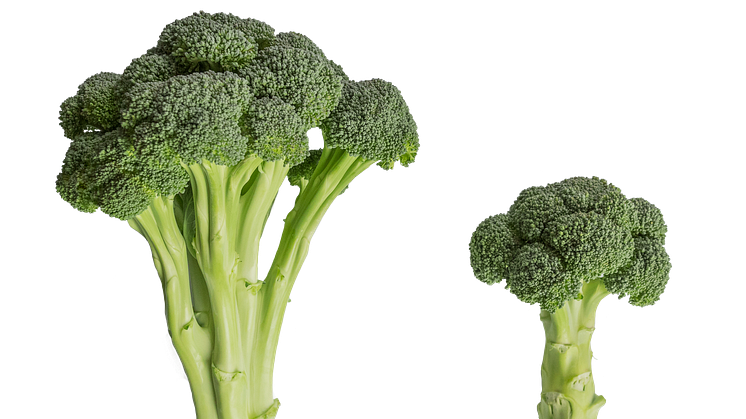 Broccoloco jämfört med vanlig broccoli