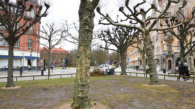 Inför flytten kommer man att rotbeskära de sex platanerna och två lindarna på Clemenstorget. Foto: Jurate Paulsson, Lunds kommun.