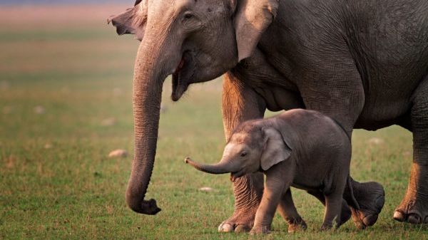 Asian Elephants ©STAE 