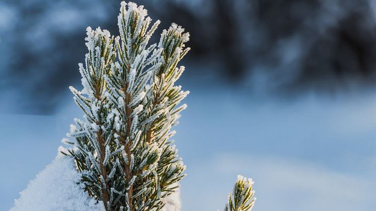 Syntolkning: Grankvist med frost och snö.