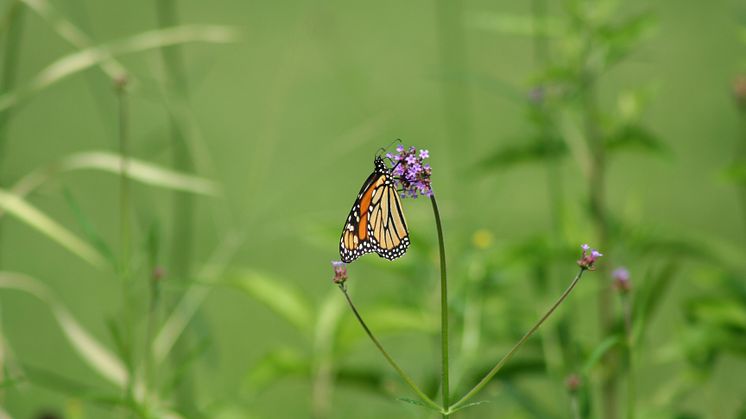 OrangeMonarch Butterfly