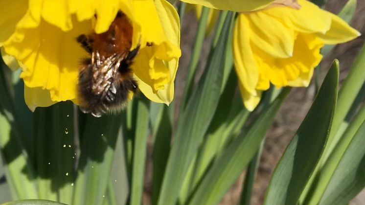 Humlan jobbar så pollenet yr! Svenskt Sigill vill hjälpa till att få fler humlor i naturen.