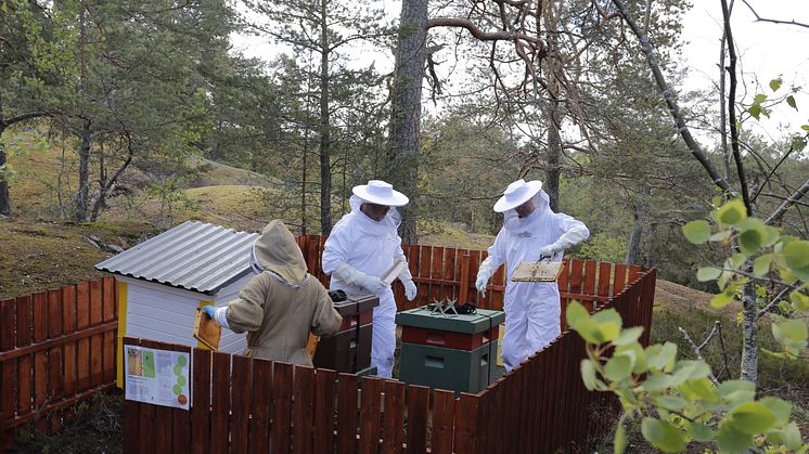 Botkyrkabyggens bikupor i Storvreten