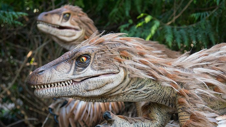 Knuthenborg Safaripark:  Dinosaurier-Wald - Velociraptor