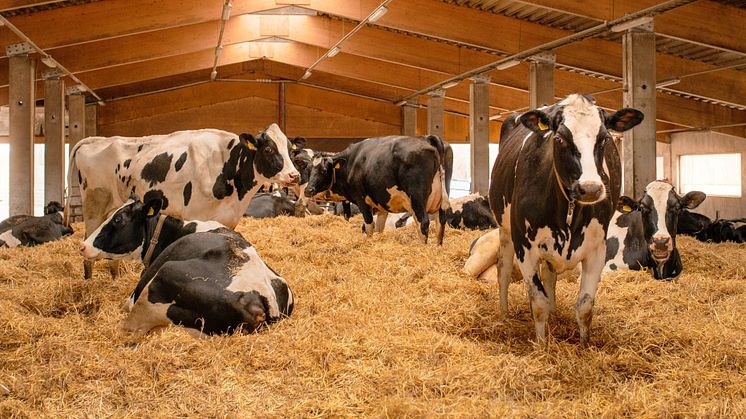Arla uudistaa maidon tuottajahinnoittelun – tiloja palkitaan kestävän kehityksen toimenpiteistä