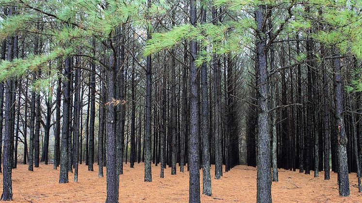 Mange skove er egentlig plantager, hvor der gror én type træer på lige rækker. De er ikke så gode som naturlige skove til at binde CO2 og bevare biodiversiteten.