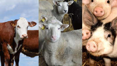 Tre miljoner kronor till djuromsorg och ökad lönsamheten inom svensk gris-, nöt- och lammproduktion.  