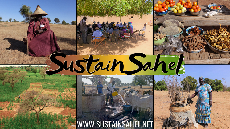 SustainSahel se focalise sur les bonnes pratiques pour intégrer les cultures, les arbustes,  et l'élevage pour améliorer les moyens de subsistance des populations rurales du Sahel ouest africain