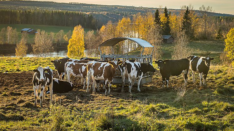 Kvigor på bete i Västerbotten. I bakgrunden syns Vindelälven. Foto: Ola Jennersten