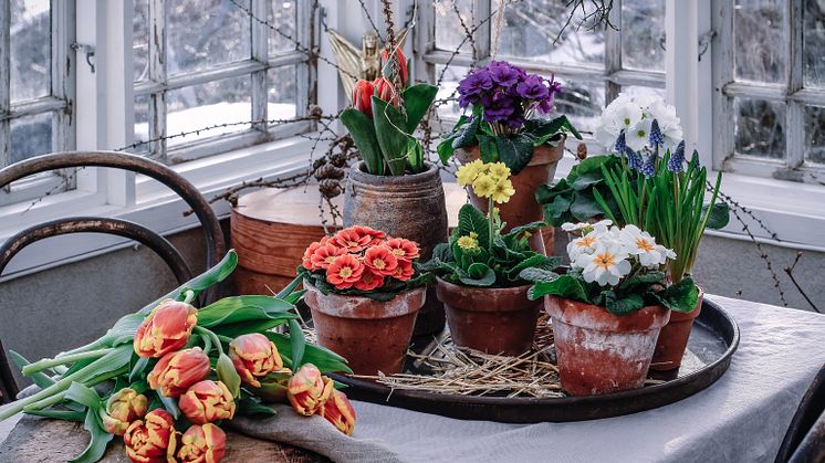 Tjuvstarta våren genom att plantera svenskodlade blommande växter i säsong! Foto: Åsa Myrberg