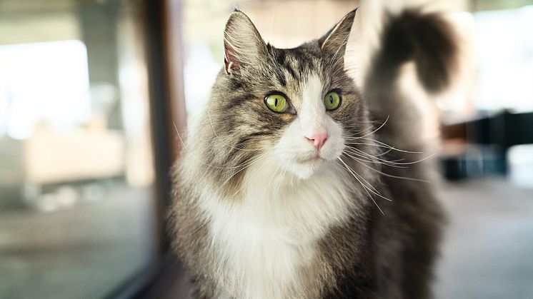 Forskare har utvecklat kattmat som kan lindra besvär för kattallergiker