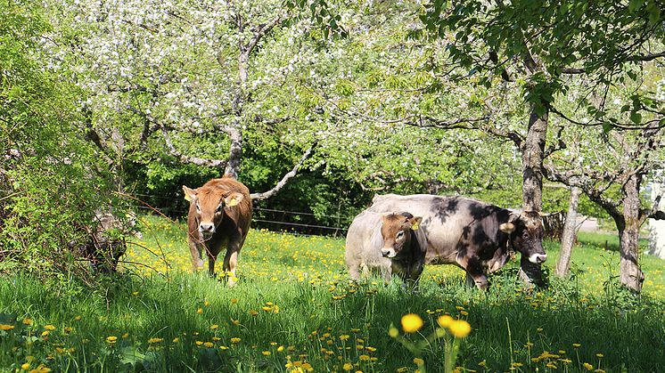 Kühe auf dem Gelände des Goetheanum-Gartenparks (Foto: Sebastian Jüngel)