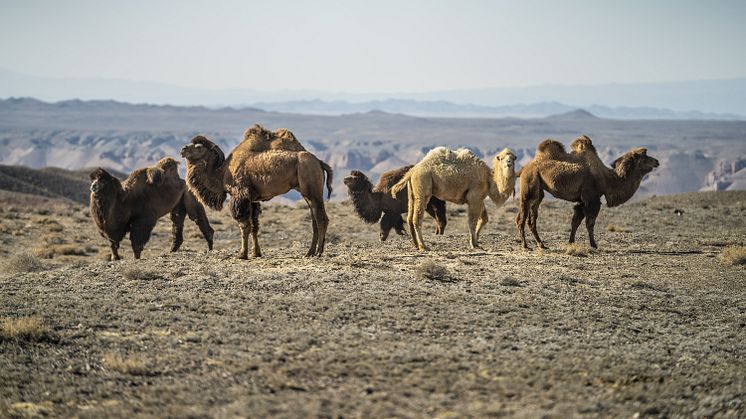 Kazak camels
