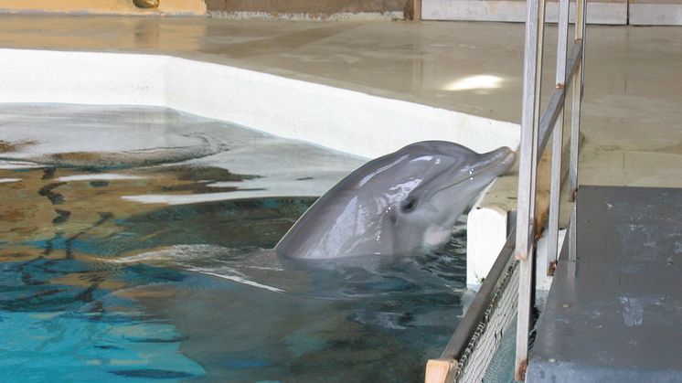 Duisburger Delfinbaby gestorben - WDSF spricht von mangelnder Fürsorgepflicht und fordert Einschreiten der Aufsichtsbehörden