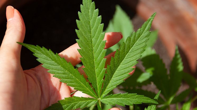 Studie: Tonårsanvändning av Cannabis Sänker Akademiska Mål Pixabay CC0