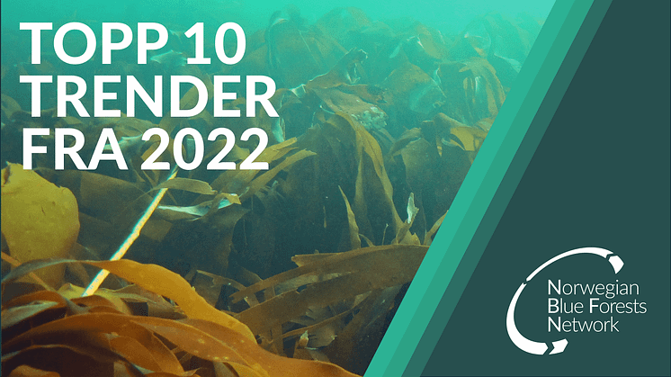 Topp 10 trender fra 2022: hva du bør vite om blå skog!