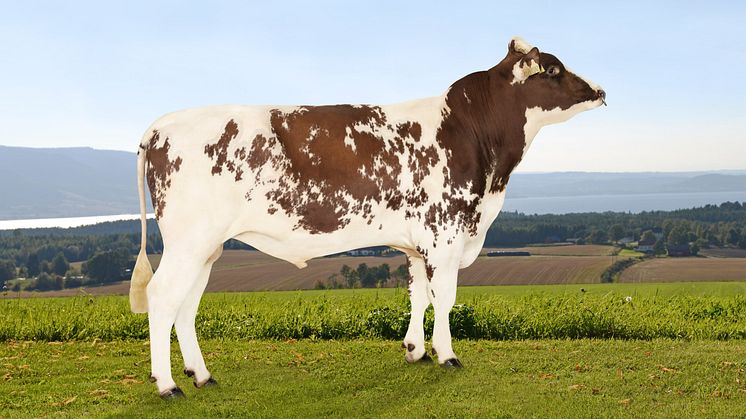 Furnes is A2A2 and is an excellent all-around sire that will produce daughters with outstanding udder conformation, high milk solids production, great udder health, and very good hoof/claw health. Photo: Jan Arve Kristiansen