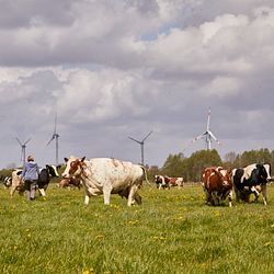 Arla Hof in Schleswig-Holstein, Kühe beim Weidegang