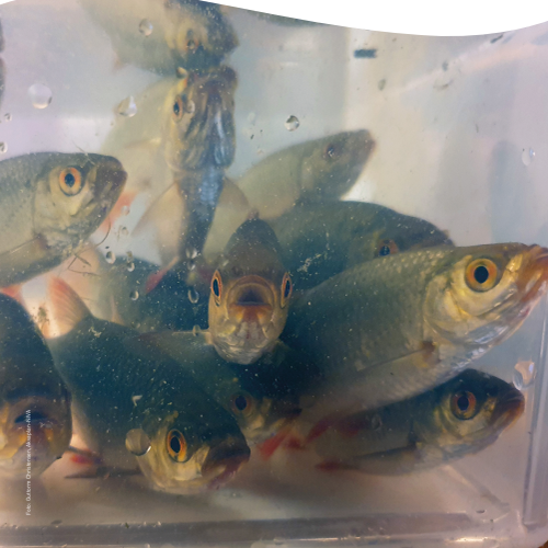 Rapport Overvåking fremmede fiskearter Miljø-DNA