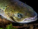 A salmon with several lice. Photo: Erling Svensen / Akvaplan-niva