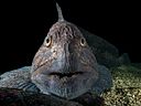 The spotted wolffish, a fierce looking creature but a culinary delicacy. Photo: Erling Svensen