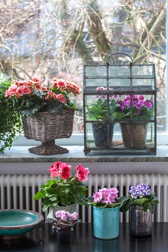 Vår på fönsterbrädan med begonia, primula, engelsk pelargon och saintpaulia.