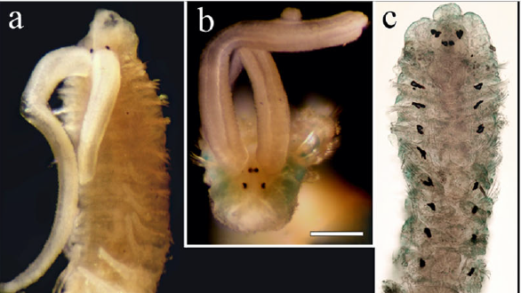 Bilde av den nye arten mangebørstemakk (Radashevsky, 2021). Hele dyret er flere centimeter langt. De mindre bildene er nærbilder av hoderegionen og viser øyne og "munn"-deler. Foto: V. Radashevsky.