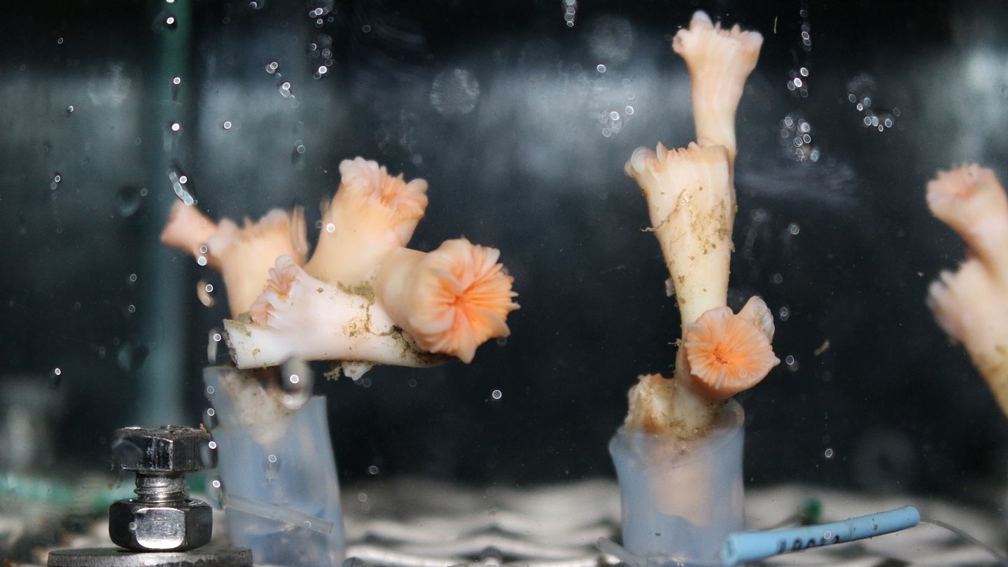 Experiment with stony corals (Lophelia pertusa)