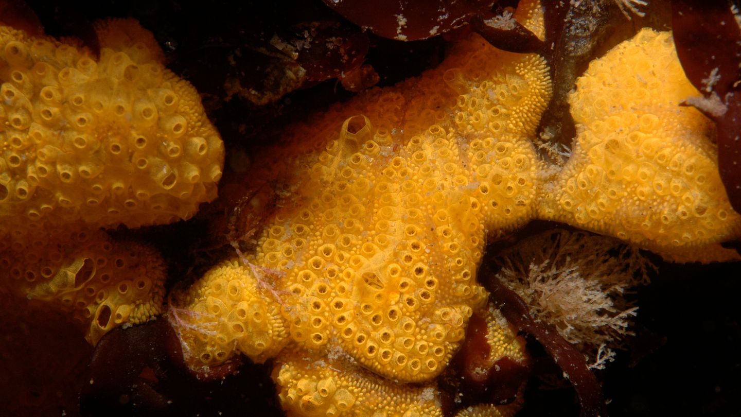 The invasive tunicate Botrylloides violaceus (Photo: Wikipedia/the United States Geological Survey).