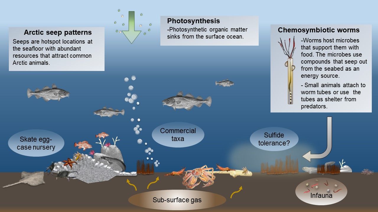 Figure: Cold seeps in the Arctic serve multiple ecological functions and provide critical ecosystem services (Figure credit: www.int-res.com/articles/meps_oa/m629p019.pdf