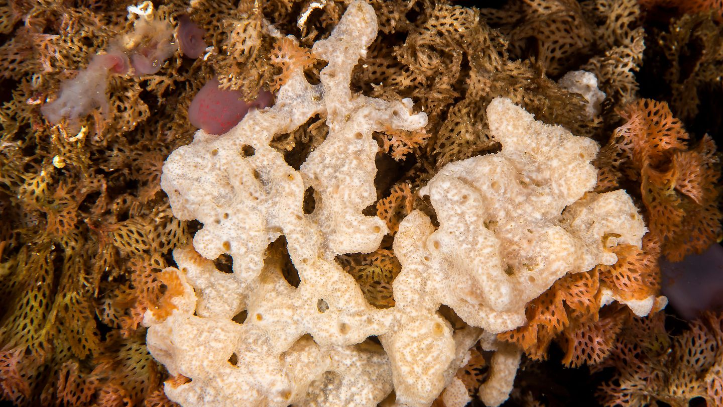 "Carpet tunicate" - Didemnum vexillum (Photo: Erling Svensen)