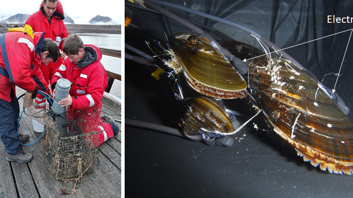 Left: Pierre Cirret, Hector Andrade and Damien Tran prepare the cage containing the blue mussels and Icelandic scallops connected to valvometers. Right: blue mussels connected to electrodes, ready to be deployed in the field.