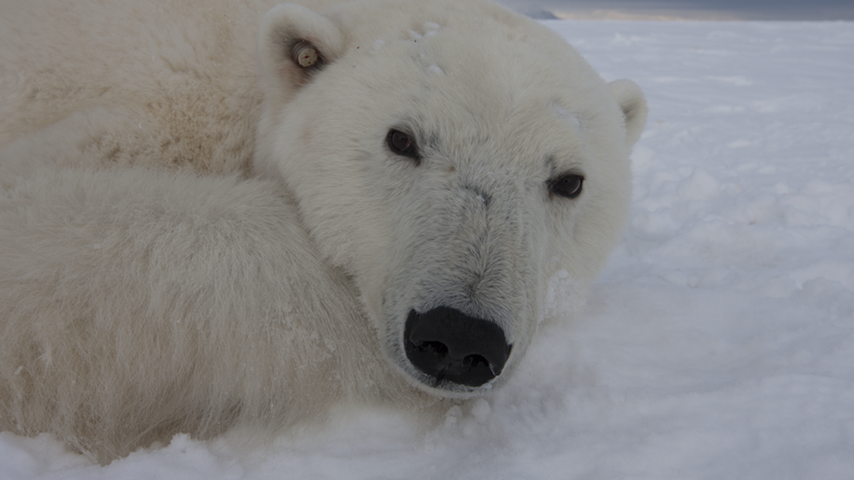Polar bear with light-recording ear stud (Photo: Jon Aars).