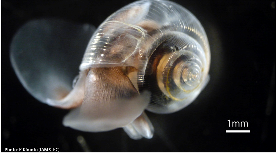 The pteropod sea butterfly Limacina helicina, with a delicate shell of aragonite