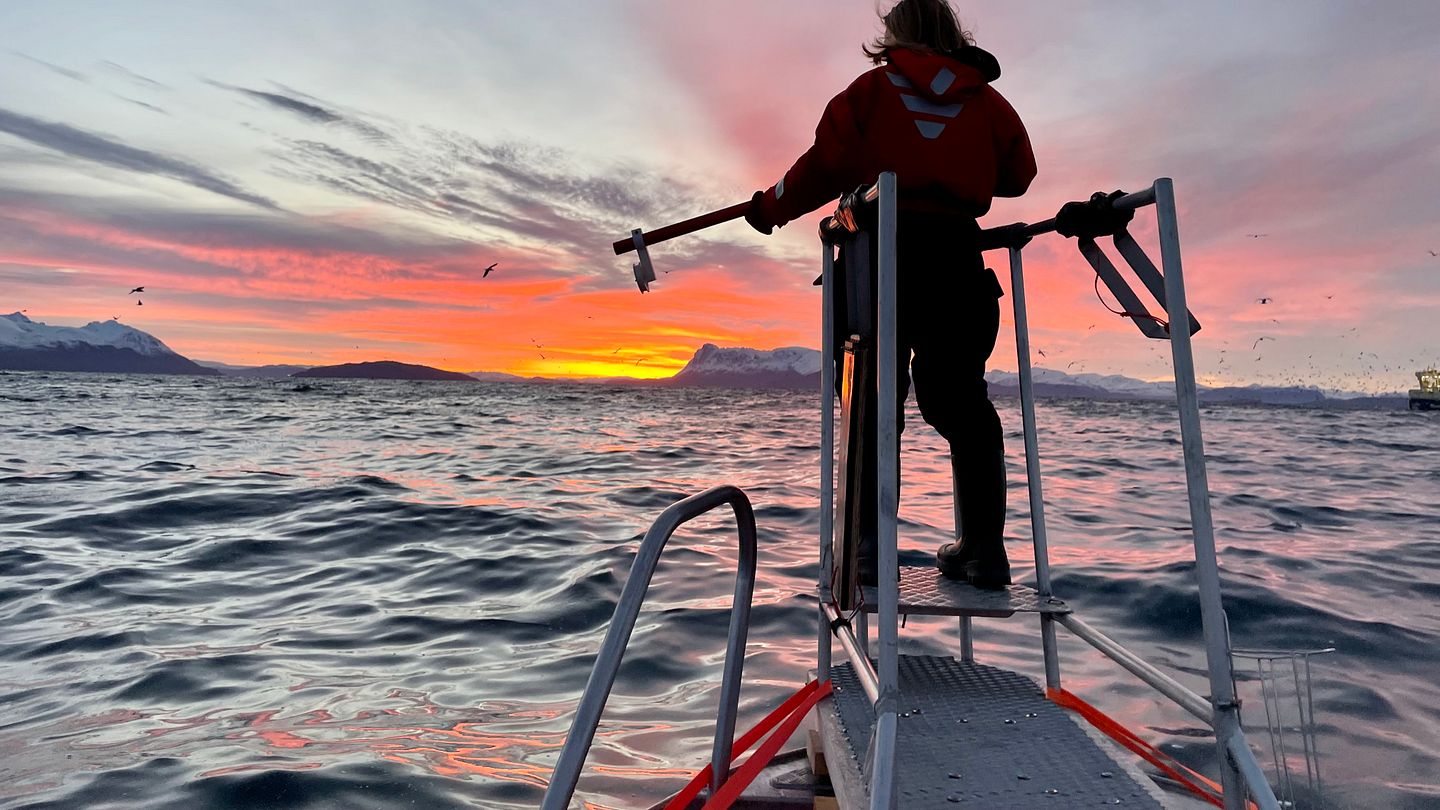 Waiting to collect a biopsy sample (a tiny piece of skin/fat) from killer whales. The implement used for this is an air gun. Photo: Deanna Marie Leonard (Institute of Marine Research)