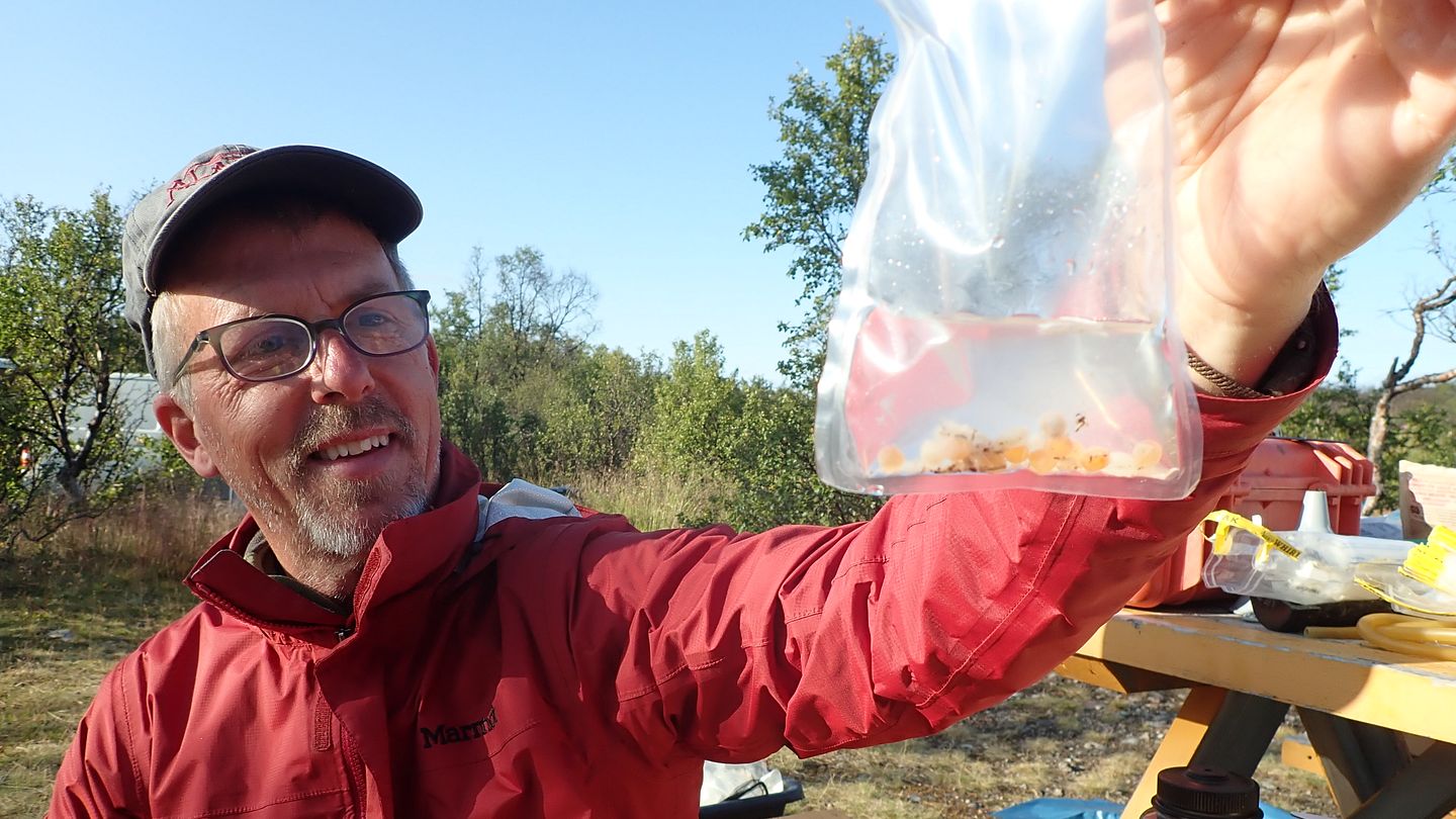 Mark Wipfli (University of Alaska Fairbanks) med pukkellaksegg funnet i magen på lakseyngel (Foto: Kathy Dunlop)