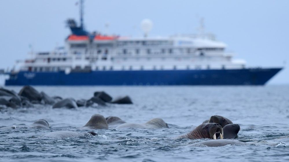 Photo: Cruise ship and whalruses Franz Josef Land (Photo: Page Chichester)