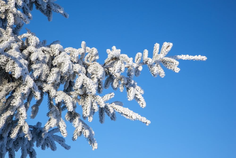Syntolkning: Gran med frost och snö och blå himmel.