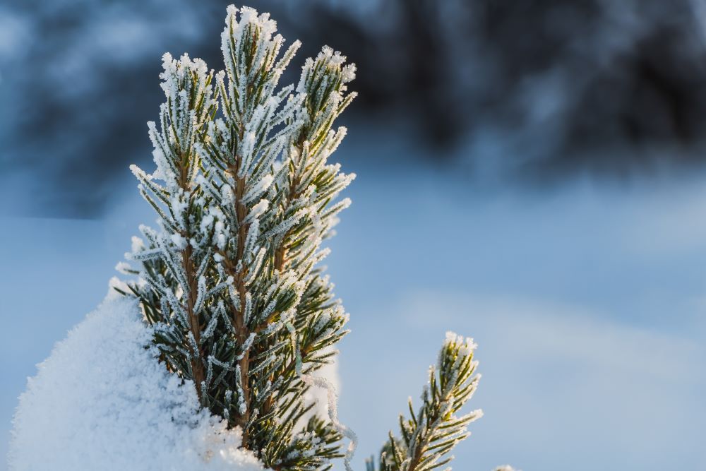 Syntolkning: Grankvist med frost och snö.