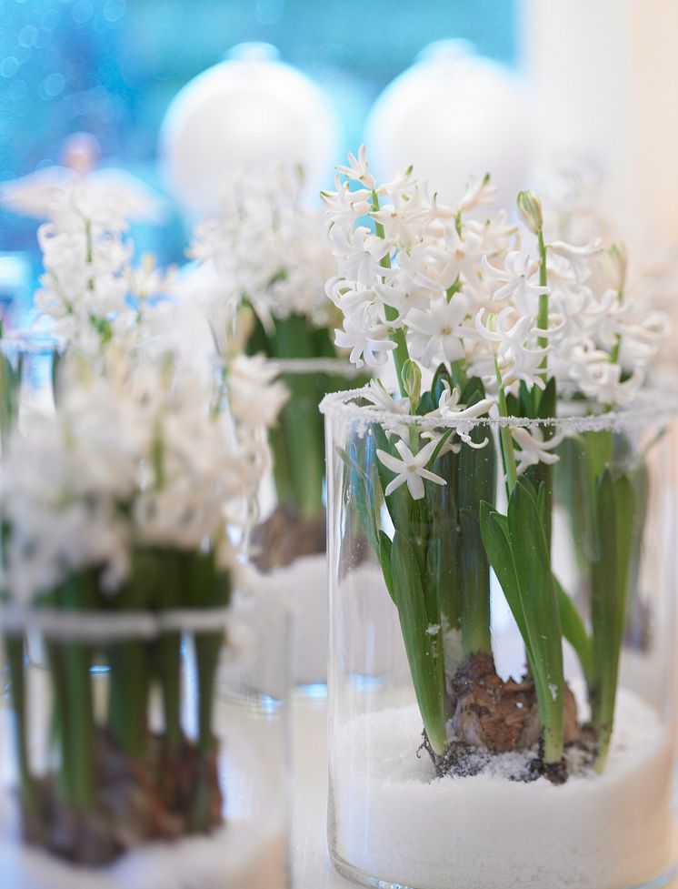 Vita hyacinter i högt glas
