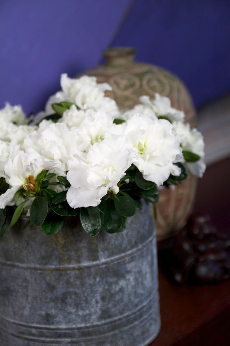 Fönsterazalea Rhododendron simsii Madame Troch