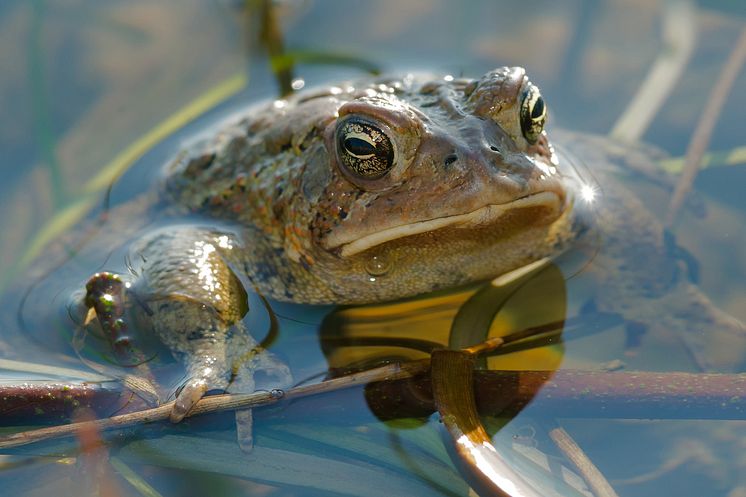 Several studies have indicated atrazine may affect the reproductive development of male frogs.