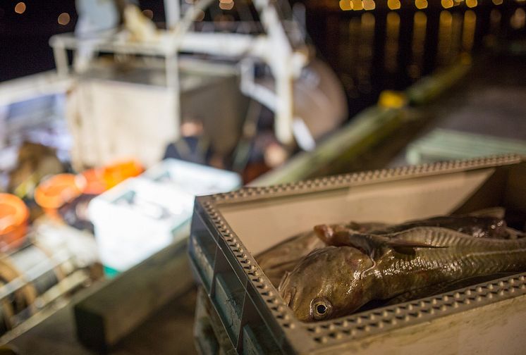 Östersjöns fiskekvoter för 2019 klara: Helhetsgrepp om felrapportering av lax