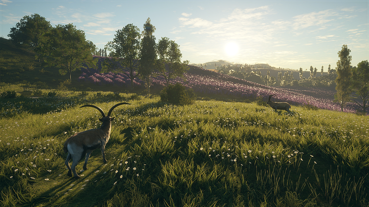 11CC-Ibex_field_of_flowers_1920x1080.png