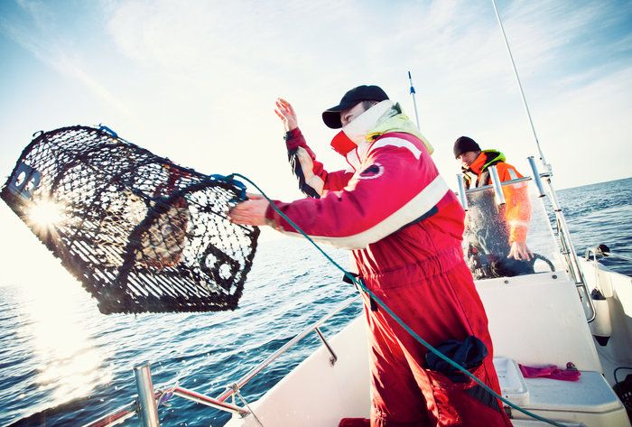 HaV planerar översyn av hummerfisket: ”Målet är ett hållbart fiske och sunda ekosystem”