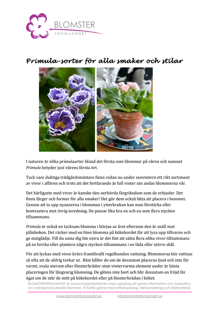 Primula-sorter för alla smaker och stilar