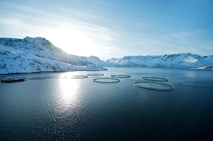 Salmon farming in Norway